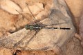 _MG_4978 Orthetrum sabina male